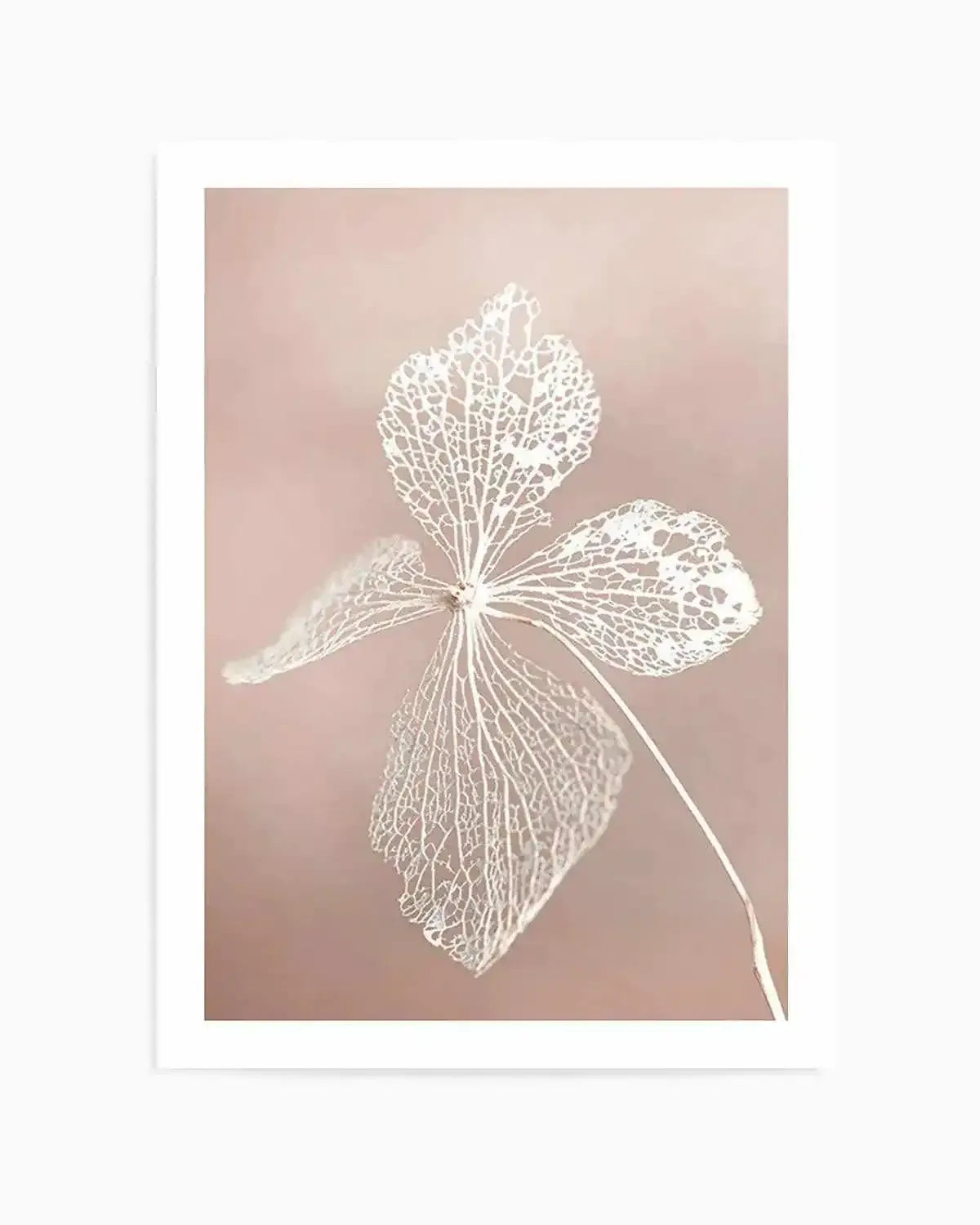 Dried Hydrangea Art Print from Olive et Oriel where you can shop wallpaper and artworks online