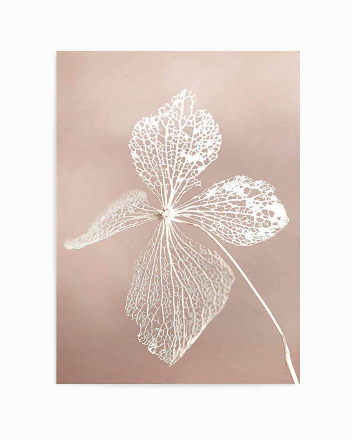 Dried Hydrangea Art Print