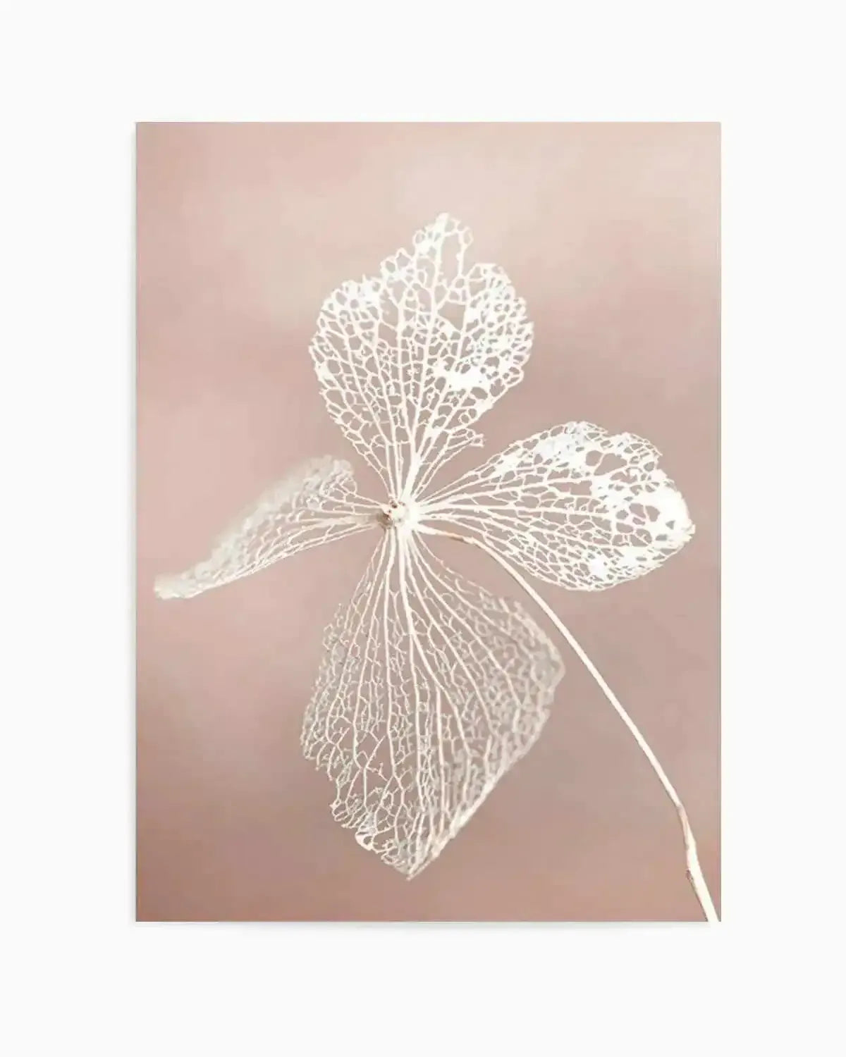 Dried Hydrangea Art Print from Olive et Oriel where you can shop wallpaper and artworks online