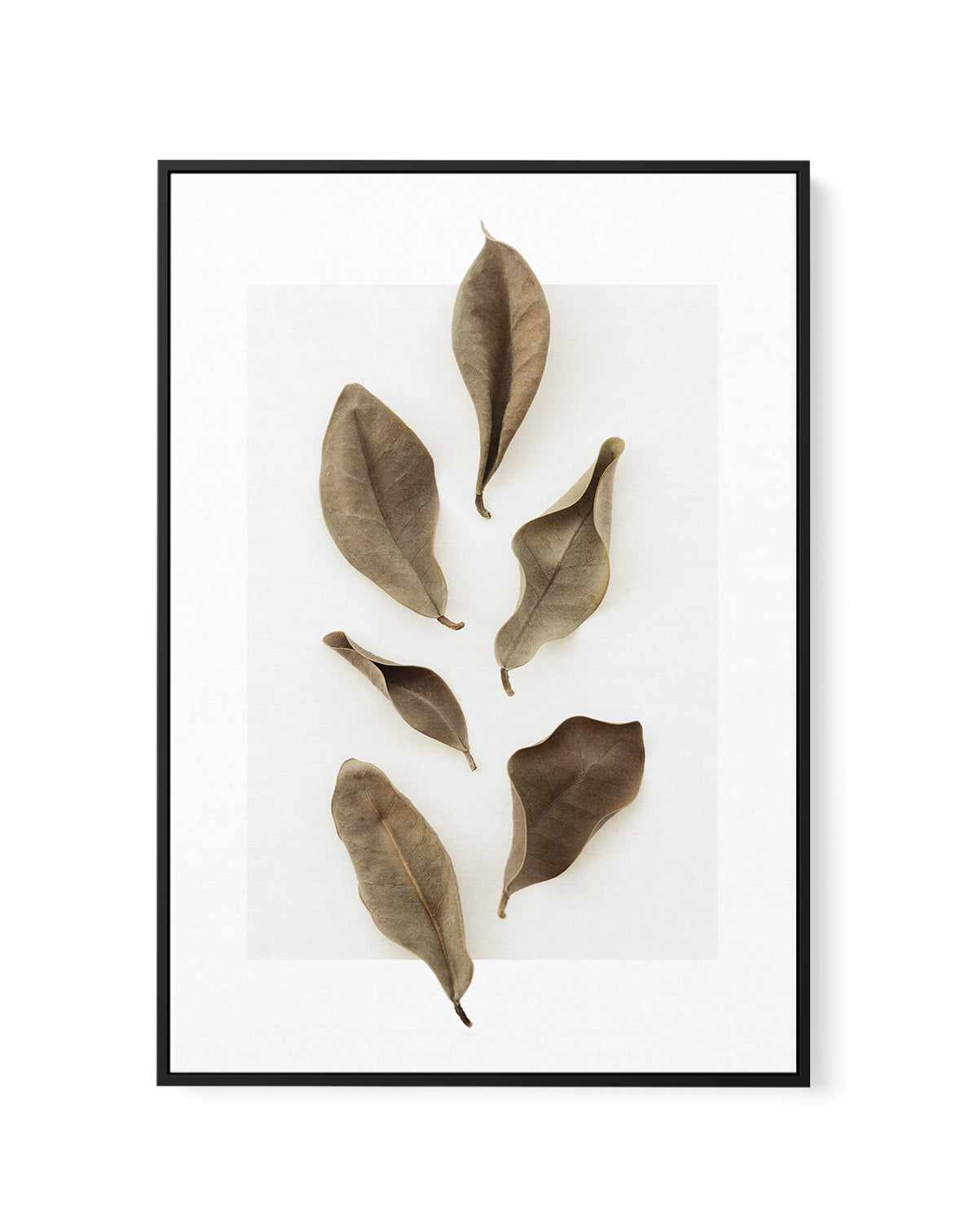 Dried Leaves 01 by Studio III | Framed Canvas Art Print from Olive et Oriel where you can shop wallpaper and artworks online
