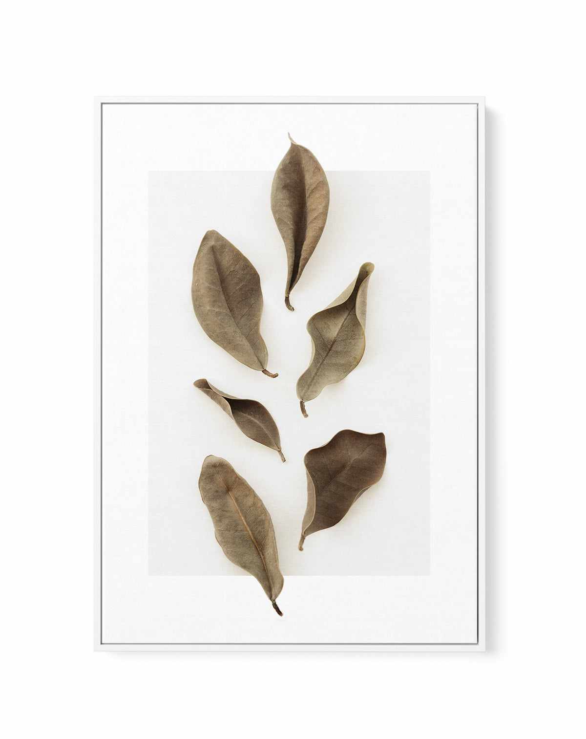 Dried Leaves 01 by Studio III | Framed Canvas Art Print