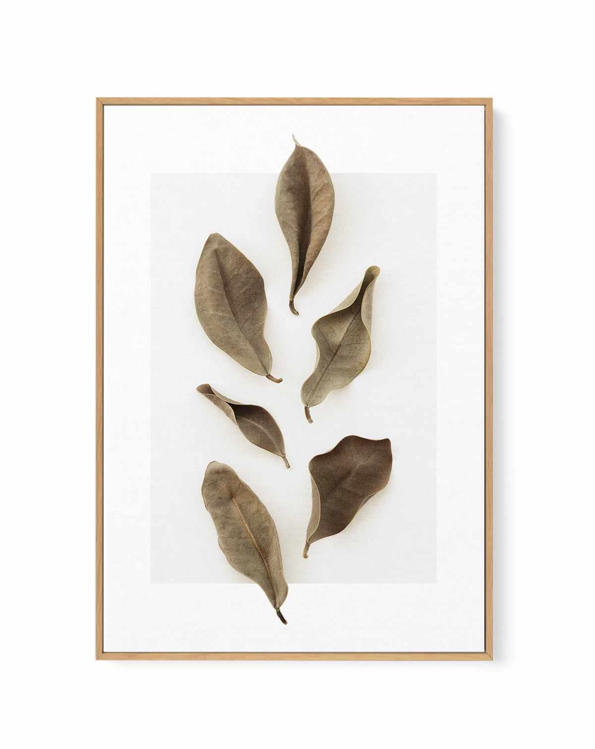 Dried Leaves 01 by Studio III | Framed Canvas Art Print from Olive et Oriel where you can shop wallpaper and artworks online