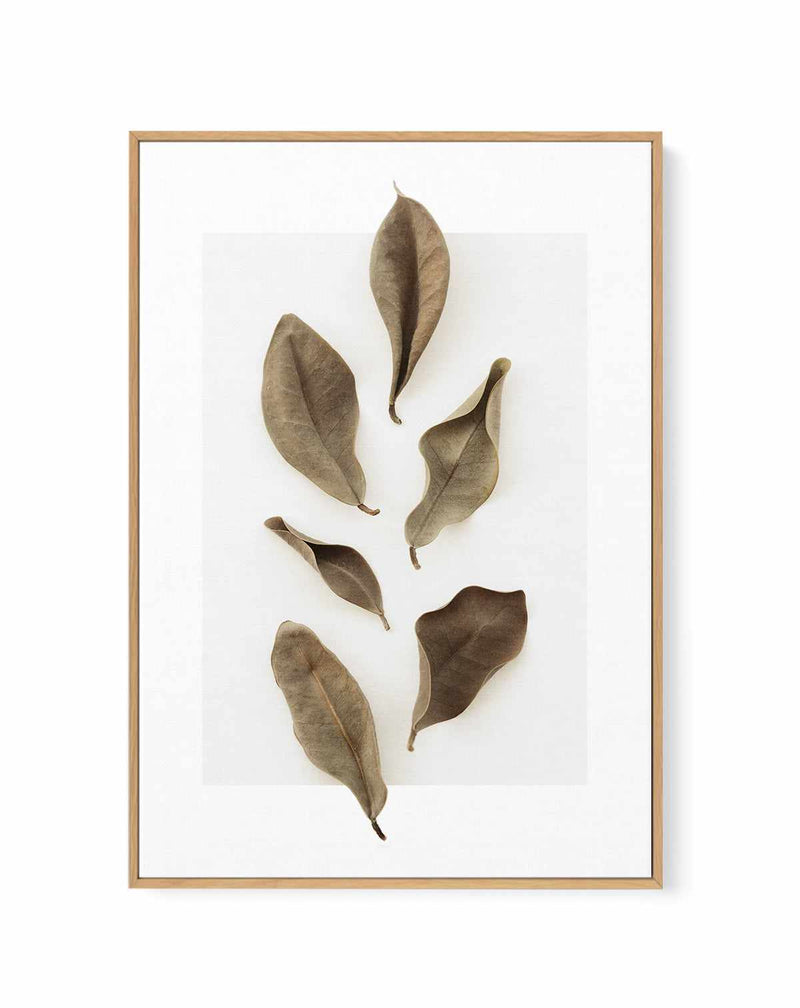 Dried Leaves 01 by Studio III | Framed Canvas Art Print