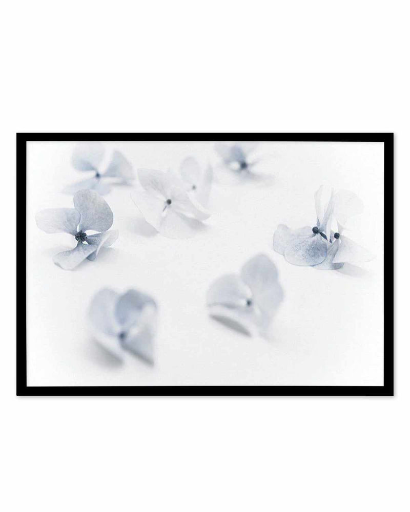 Droplets | Hydrangea I Art Print