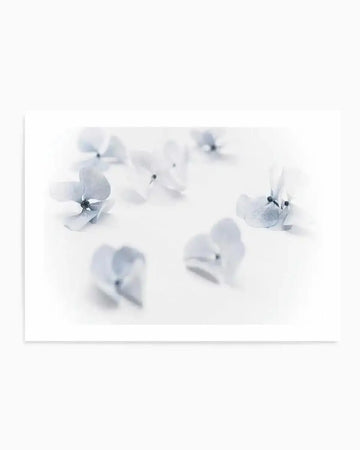 Droplets  Hydrangea I Art Print art print, framed