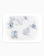 Droplets | Hydrangea I Art Print