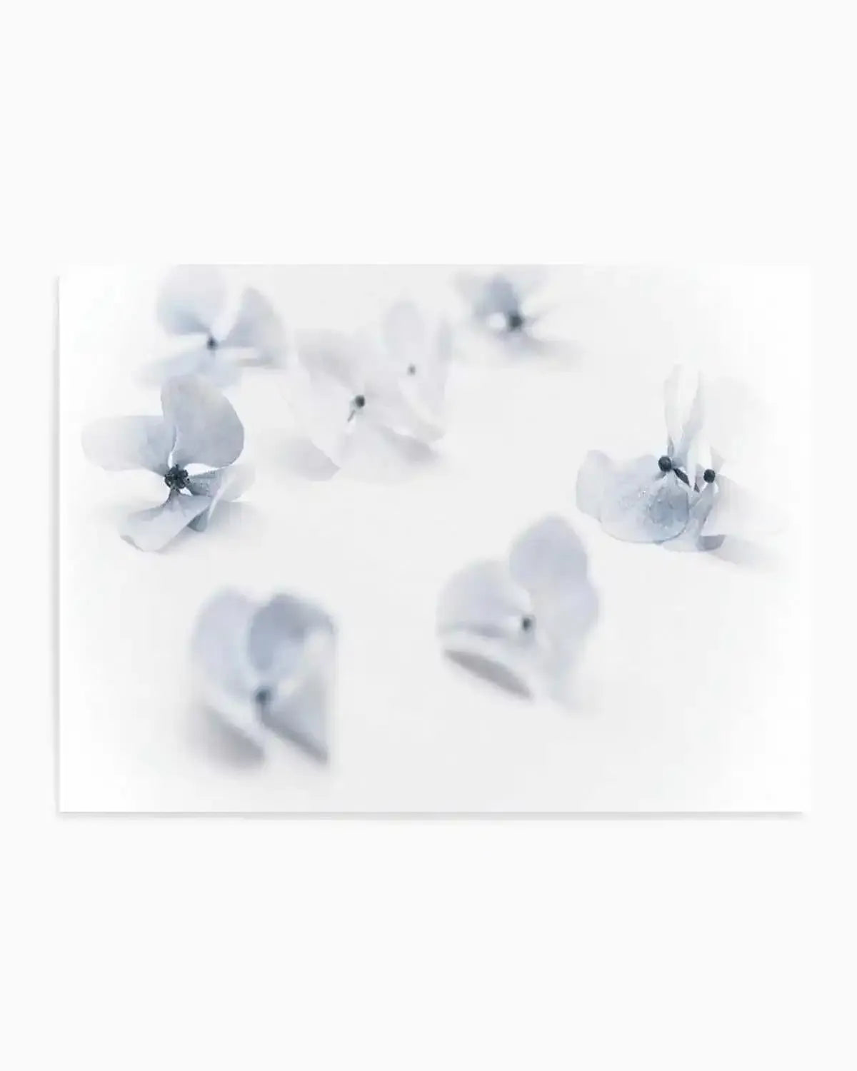 Droplets | Hydrangea I Art Print from Olive et Oriel where you can shop wallpaper and artworks online