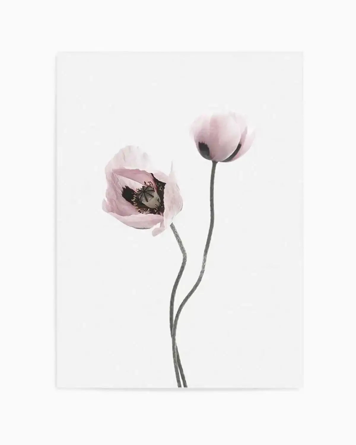 Duex Poppy I Art Print from Olive et Oriel where you can shop wallpaper and artworks online