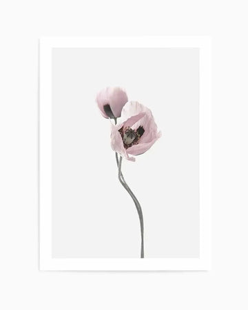 Framed photography art print featuring two delicate poppy flowers with soft, translucent pink petals and dark centers, set against a clean white background. The poppies are captured with a gentle, almost ethereal quality, and their slender stems curve gracefully.