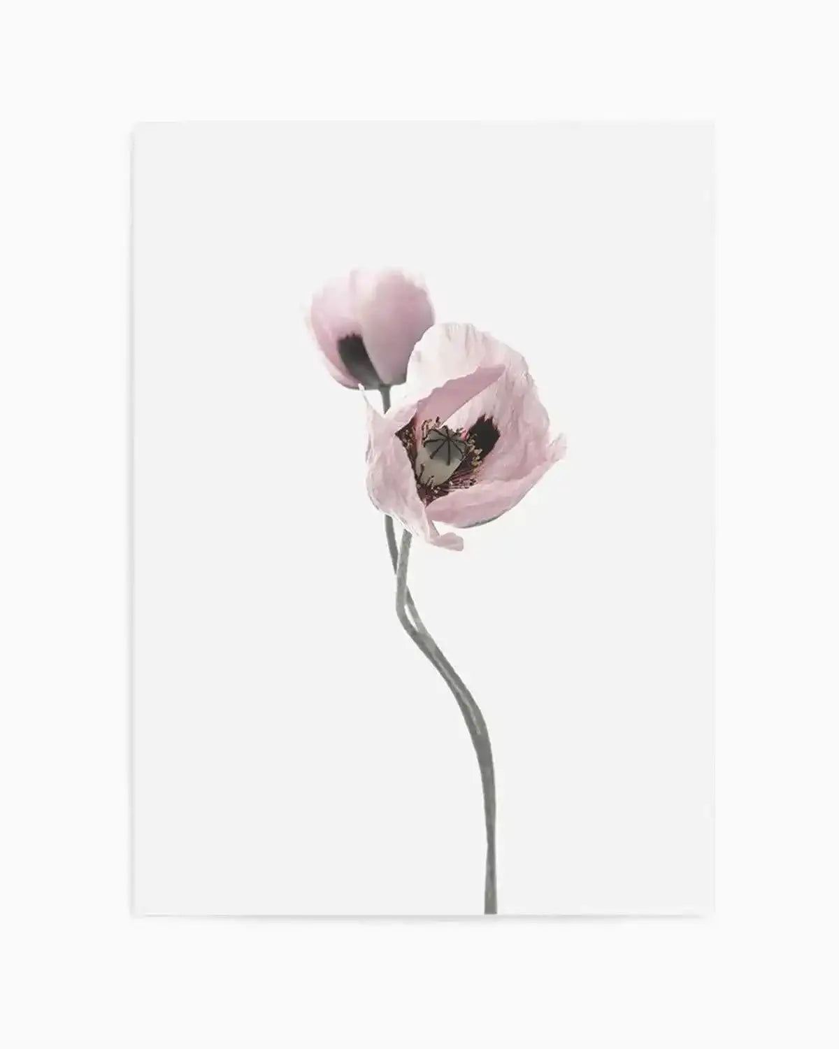 Duex Poppy II Art Print from Olive et Oriel where you can shop wallpaper and artworks online