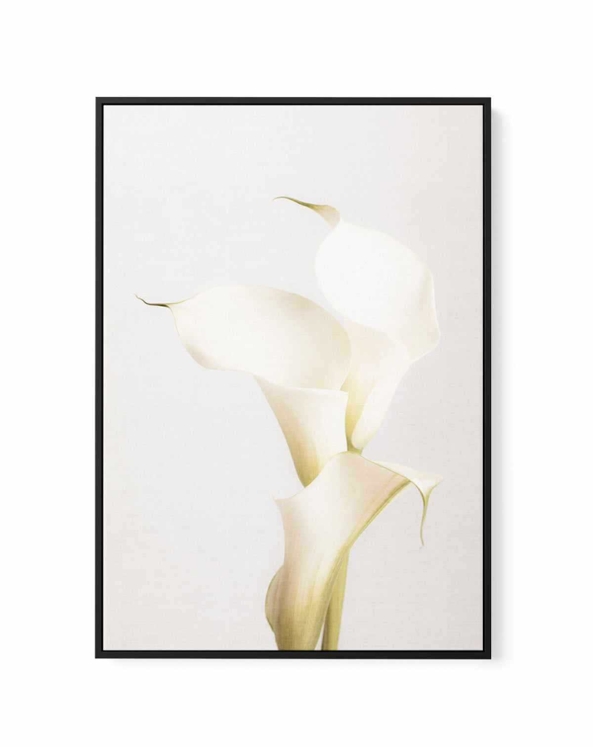 Elegant Calla Lilies | Framed Canvas Art Print