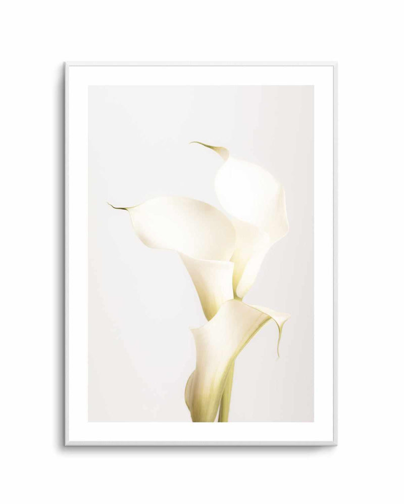 Elegant Calla Lilies | Art Print