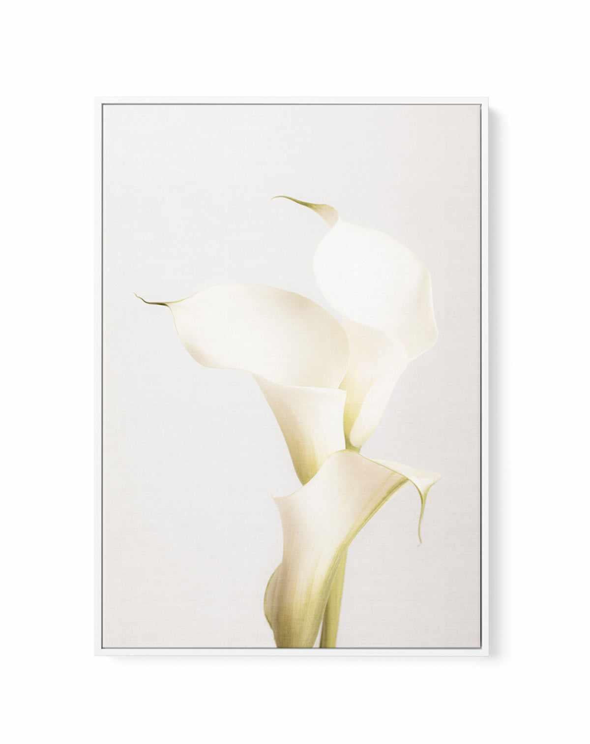 Elegant Calla Lilies | Framed Canvas Art Print