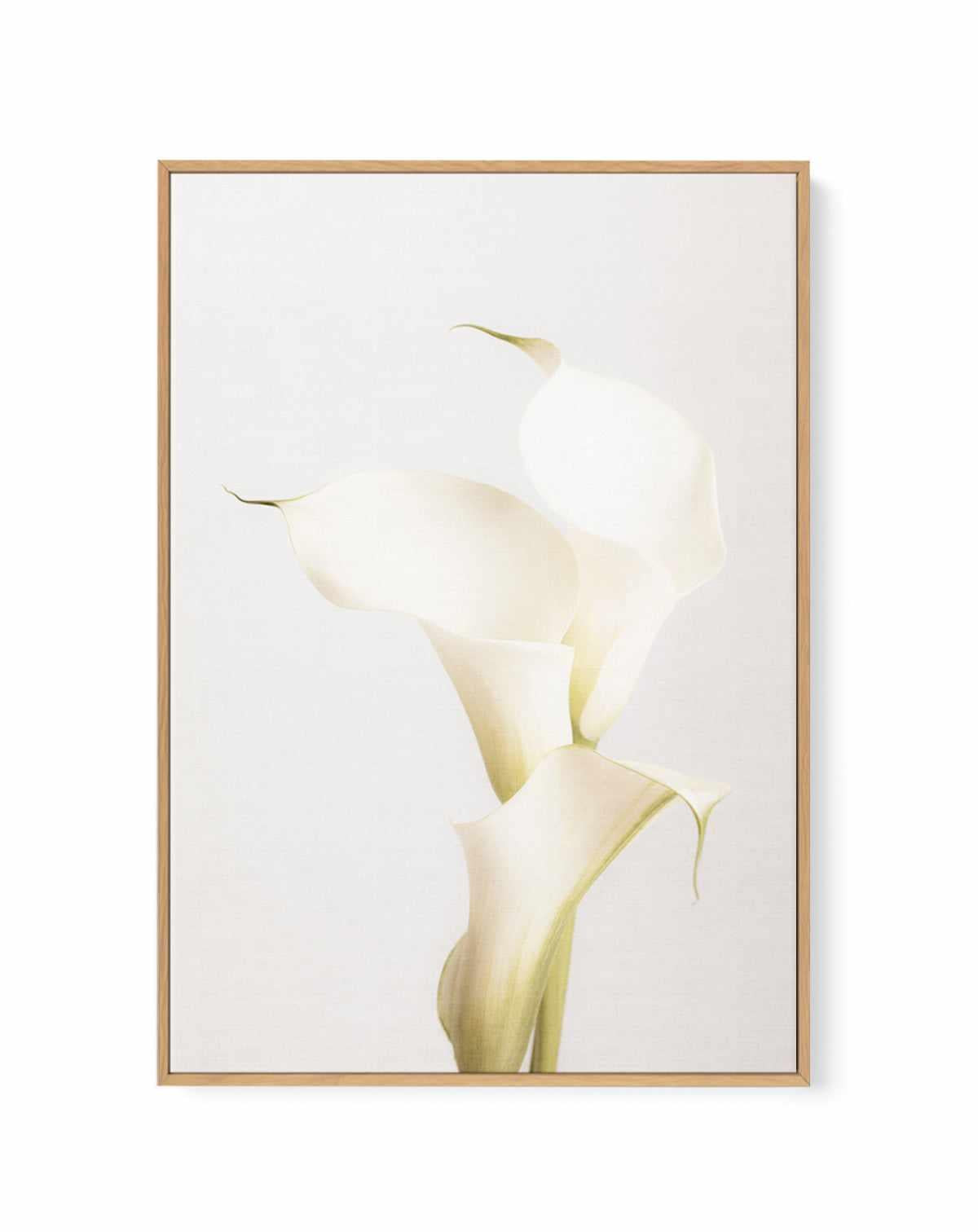 Elegant Calla Lilies | Framed Canvas Art Print