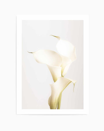 Elegant Calla Lilies | Art Print