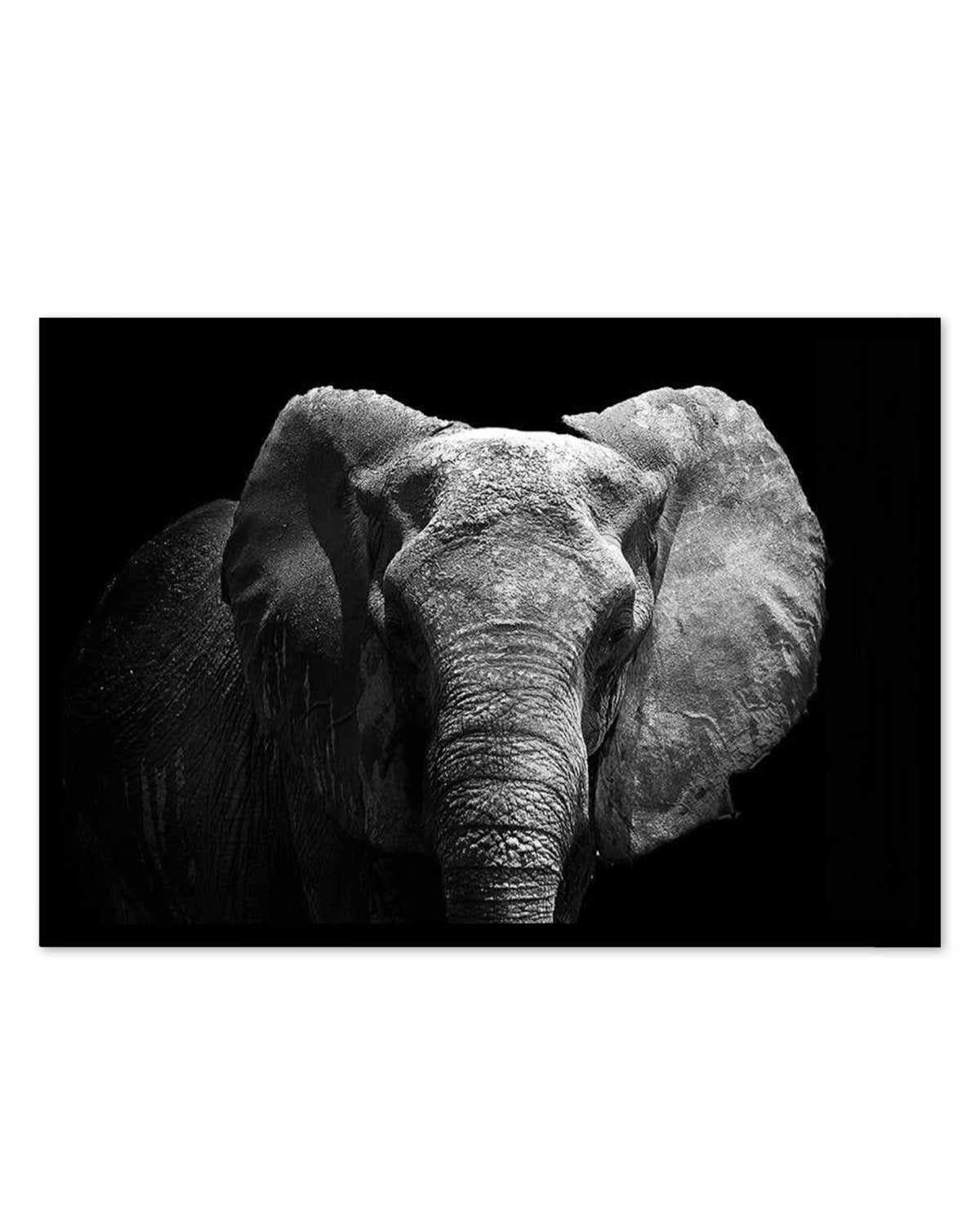 Elephant De Nuit | LS Art Print