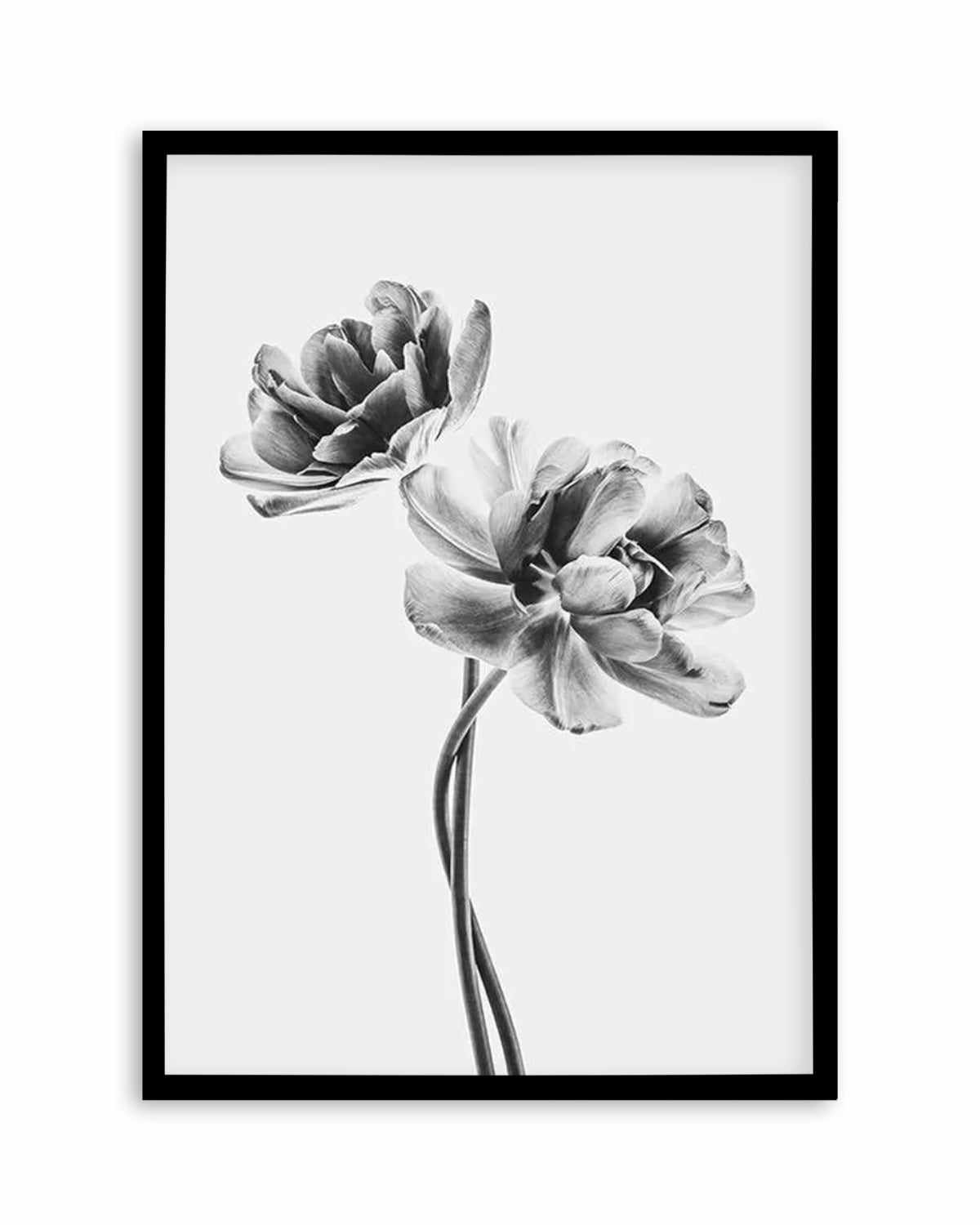 Entwined Poppy En Noir Art Print