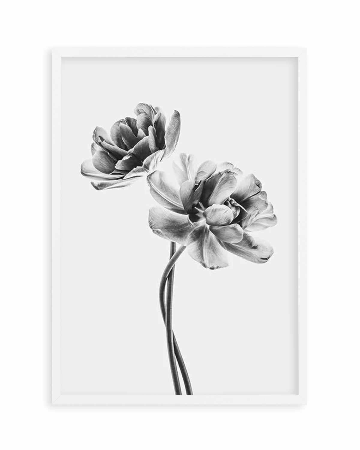 Entwined Poppy En Noir Art Print