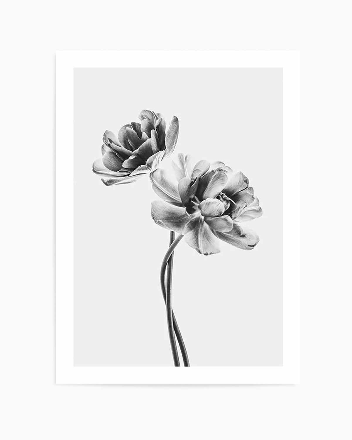 Entwined Poppy En Noir Art Print