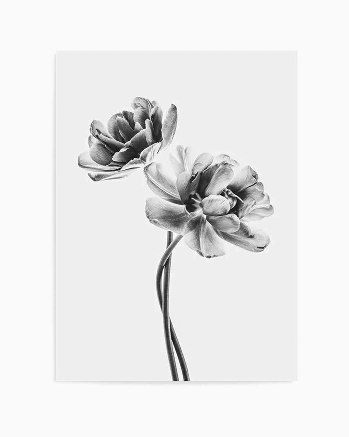 Entwined Poppy En Noir Art Print