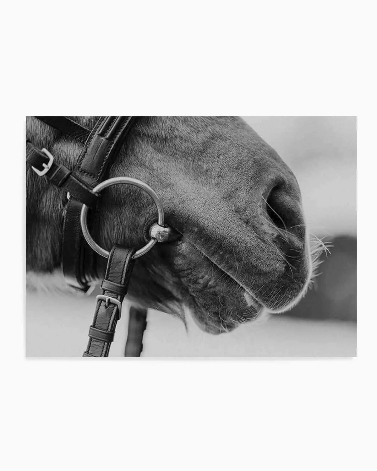 Equestrian Art Print from Olive et Oriel where you can shop wallpaper and artworks online