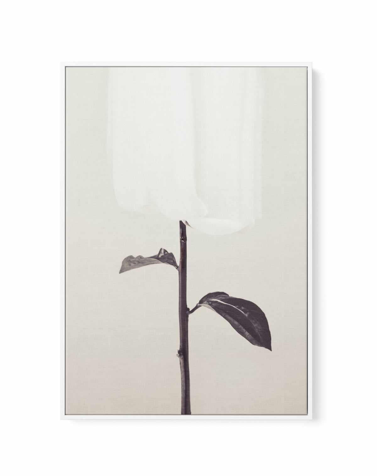 Ethereal Fabric Flower | Framed Canvas Art Print