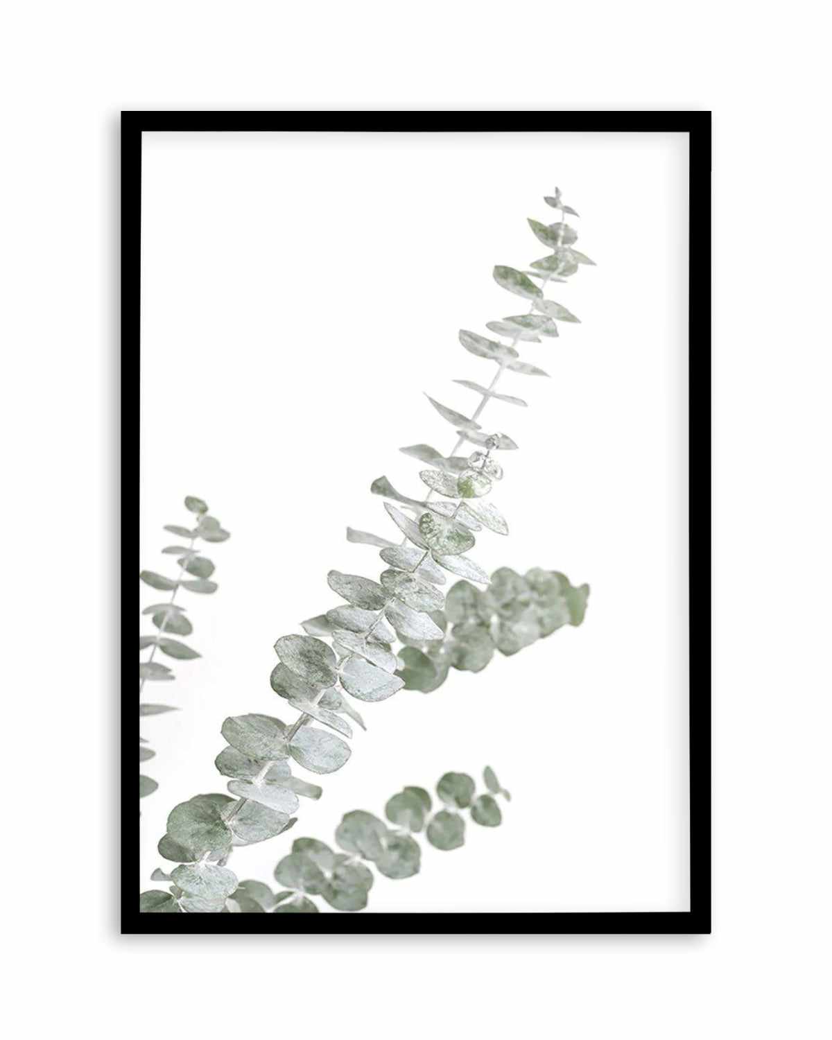 Eucalyptus Gum I Art Print