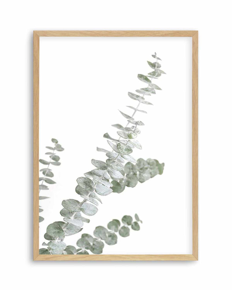 Eucalyptus Gum I Art Print