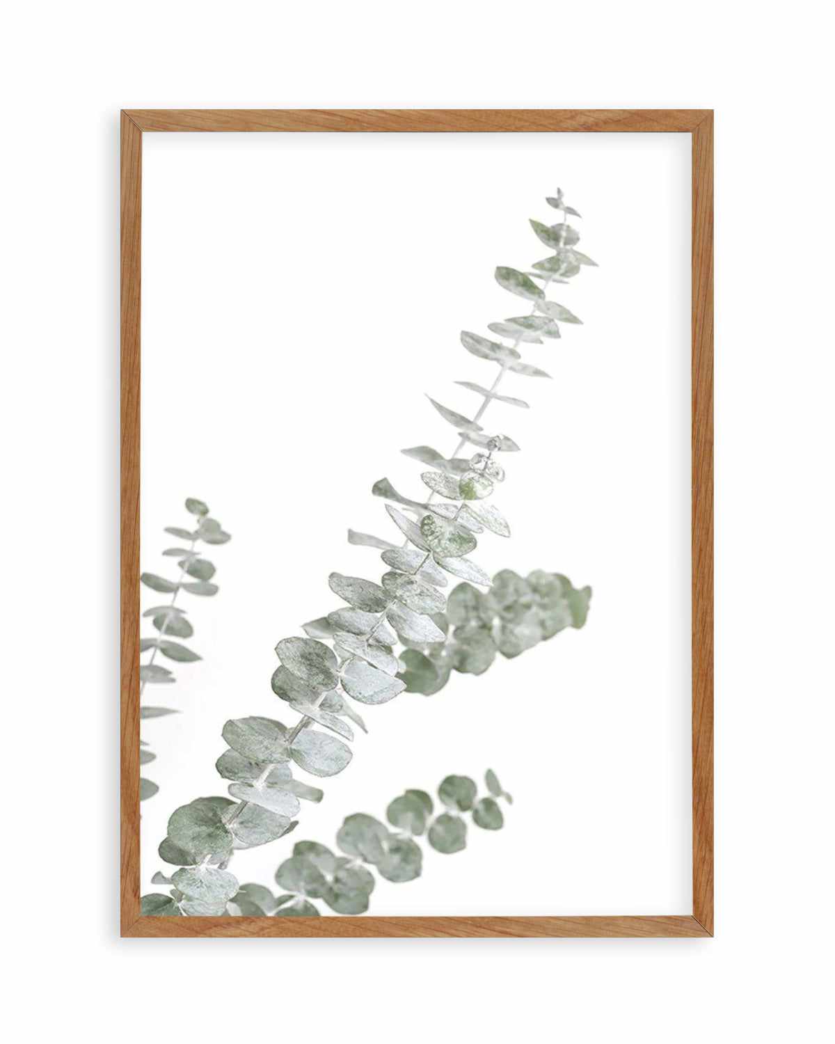 Eucalyptus Gum I Art Print