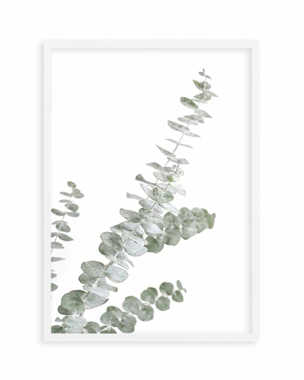 Eucalyptus Gum I Art Print