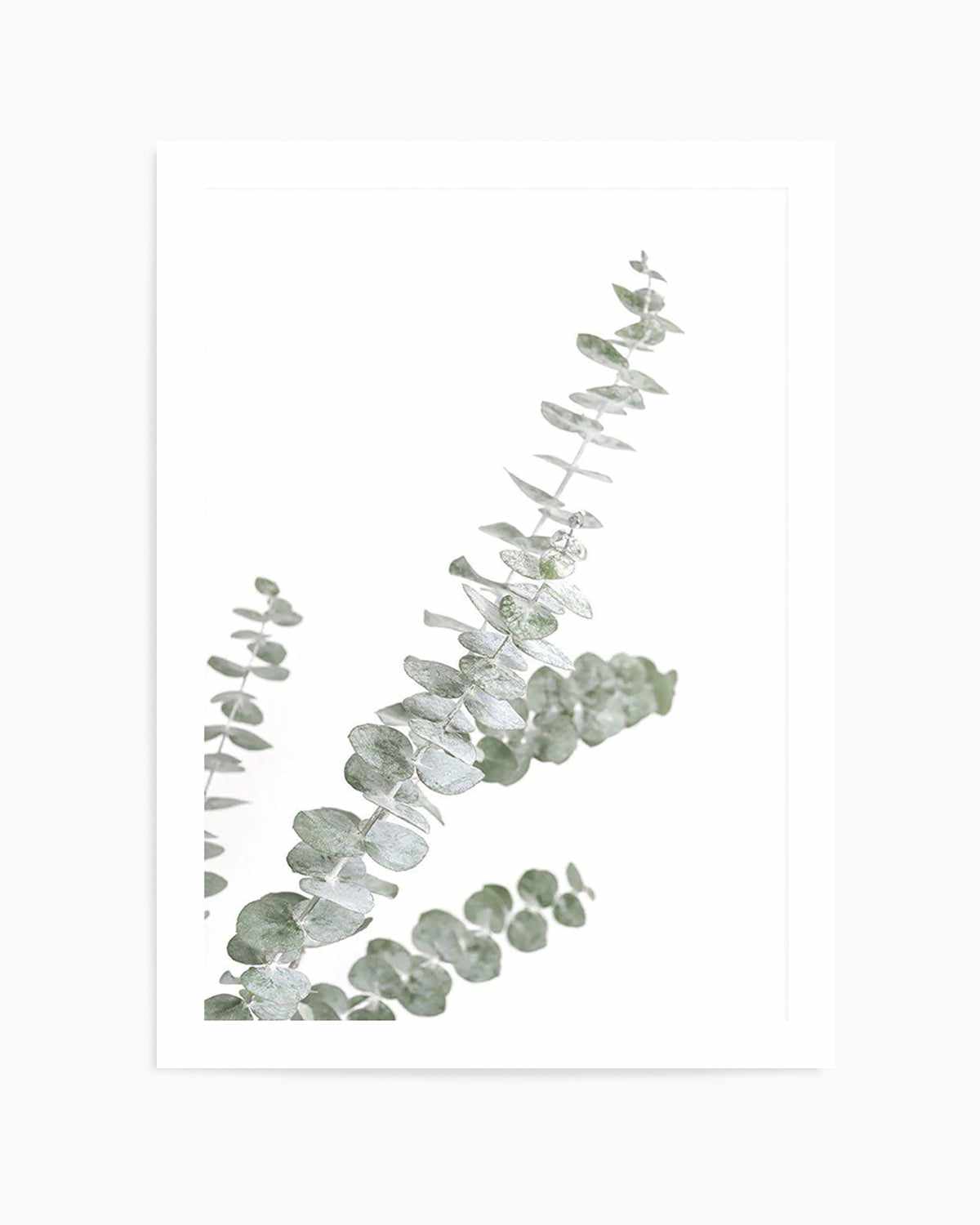 Eucalyptus Gum I Art Print