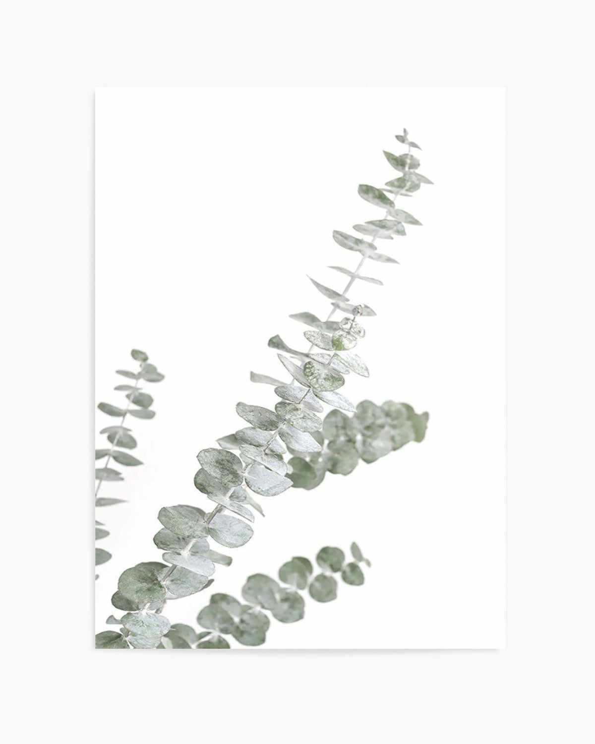 Eucalyptus Gum I Art Print