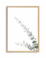 Eucalyptus Gum II Art Print