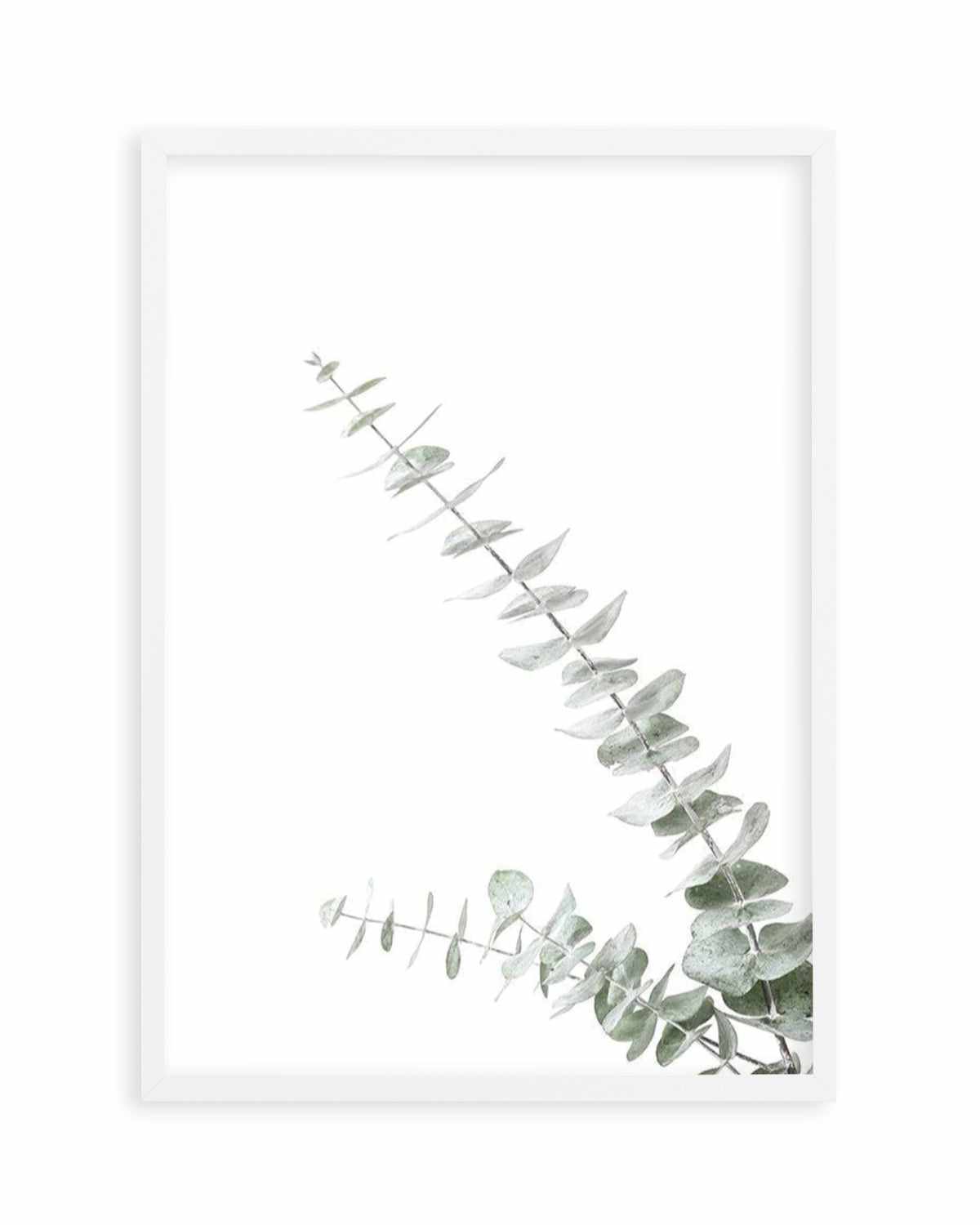 Eucalyptus Gum II Art Print