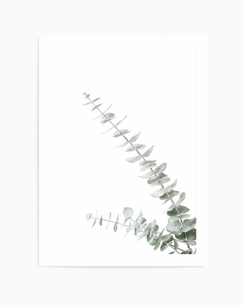 Eucalyptus Gum II Art Print