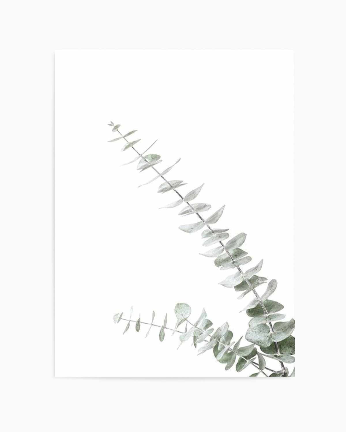 Eucalyptus Gum II Art Print