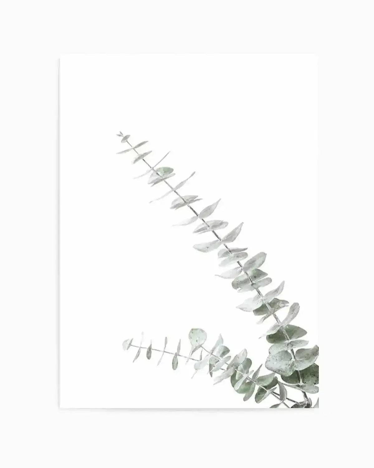 Eucalyptus Gum II Art Print from Olive et Oriel where you can shop wallpaper and artworks online