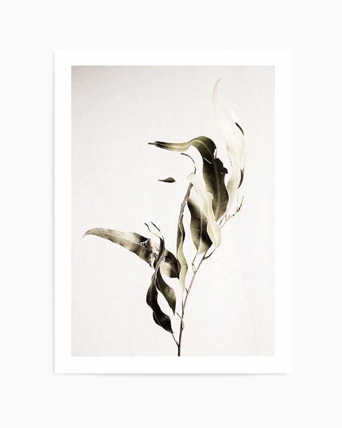 Eucalyptus I Art Print