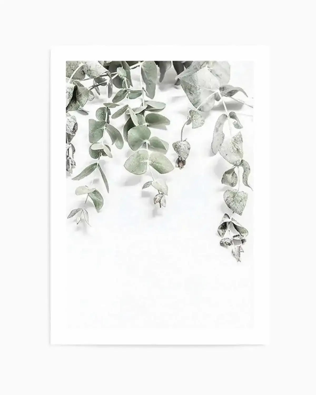 Eucalyptus II Art Print from Olive et Oriel where you can shop wallpaper and artworks online