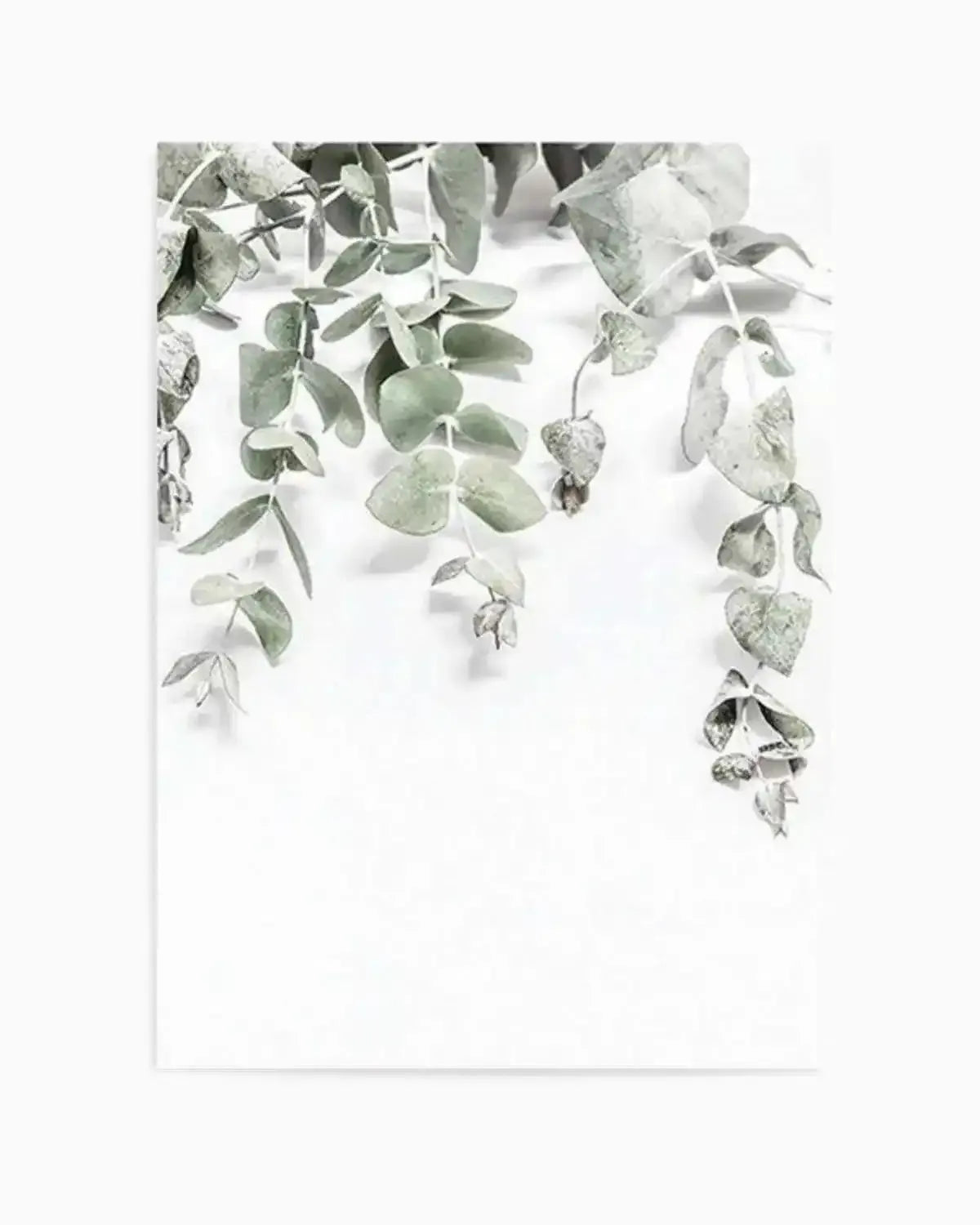 Eucalyptus II Art Print from Olive et Oriel where you can shop wallpaper and artworks online