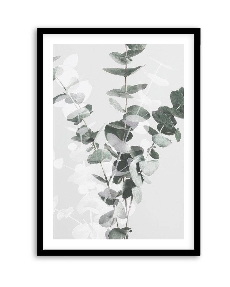 Eucalyptus II By Studio III | Art Print