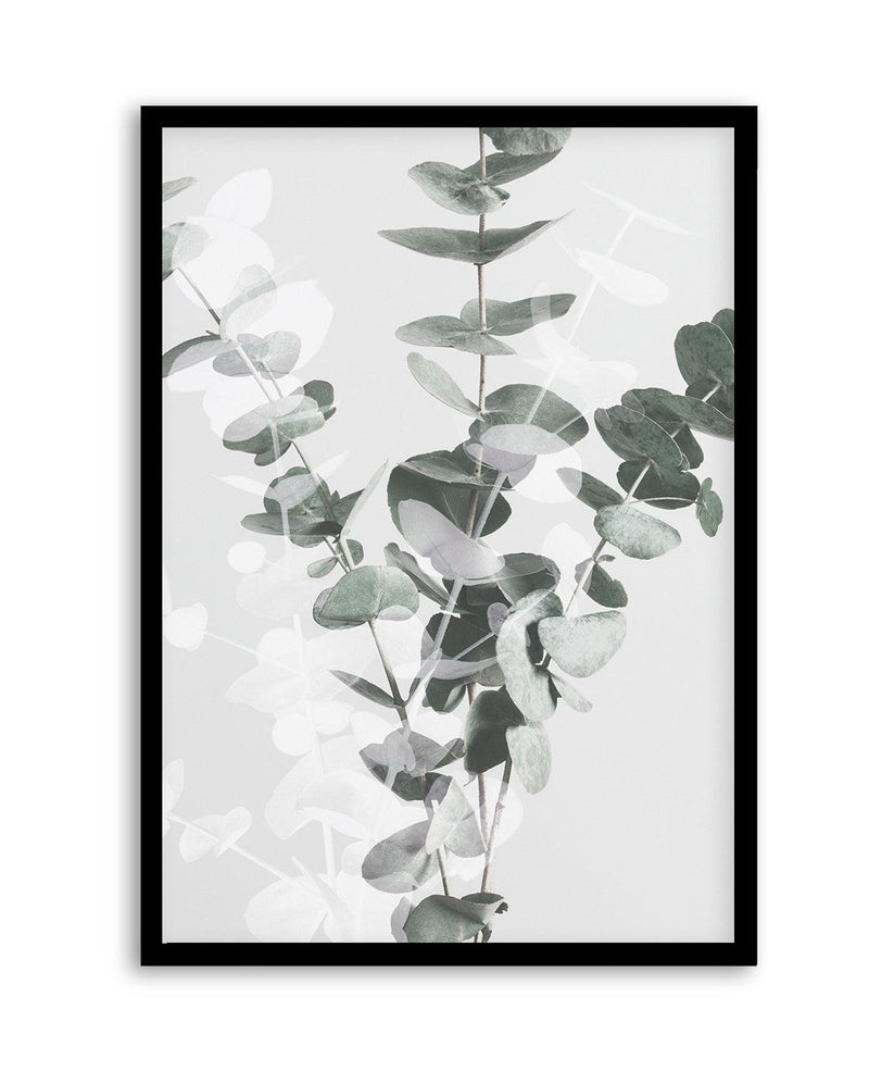 Eucalyptus II By Studio III | Art Print