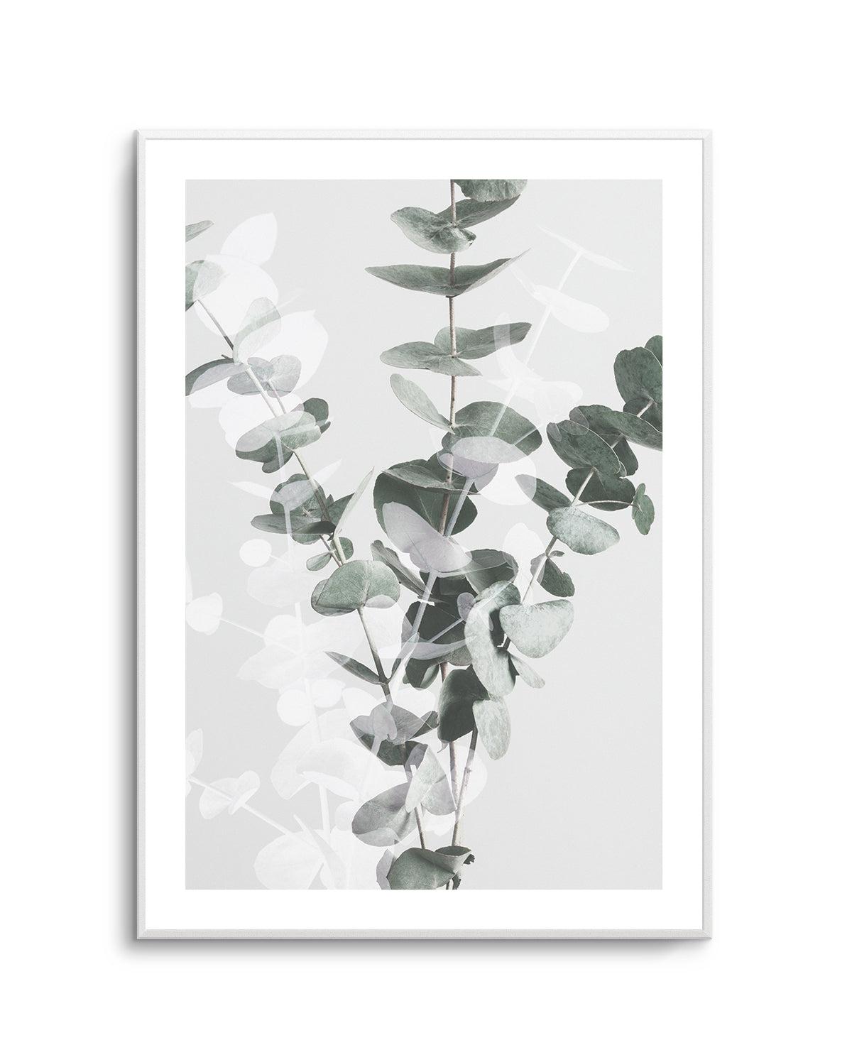 Eucalyptus II By Studio III | Art Print