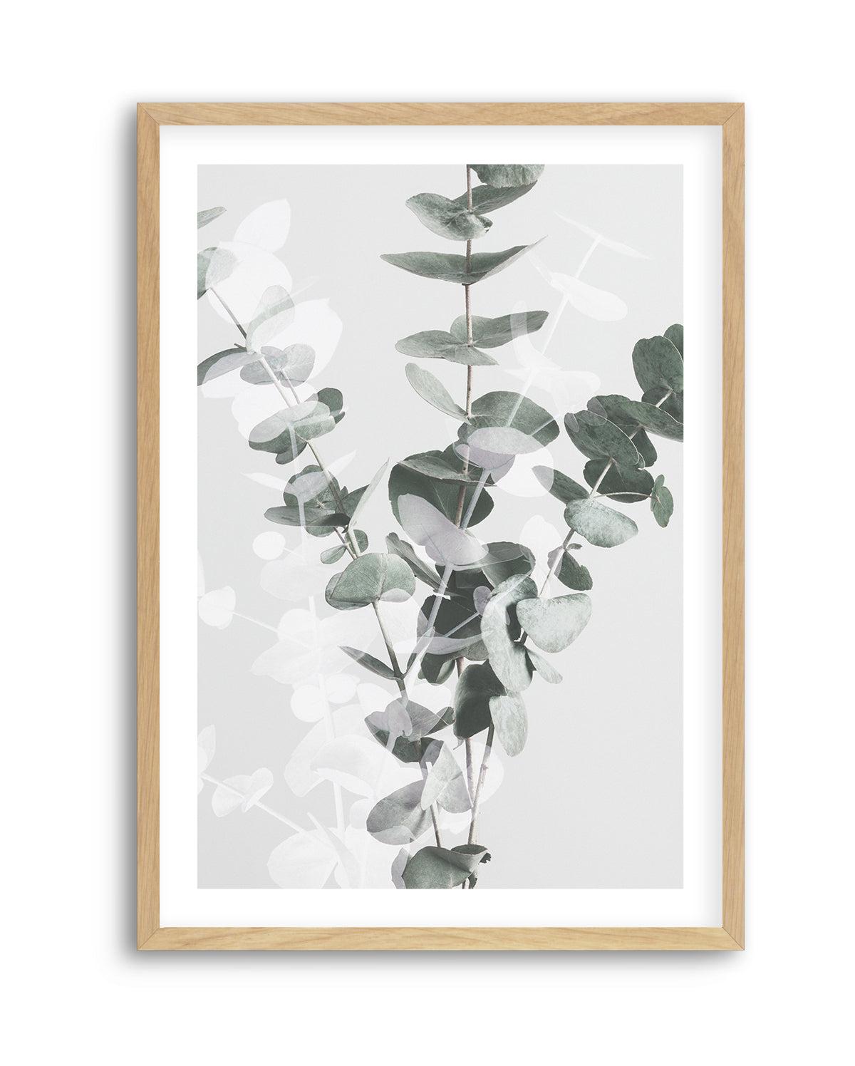 Eucalyptus II By Studio III | Art Print