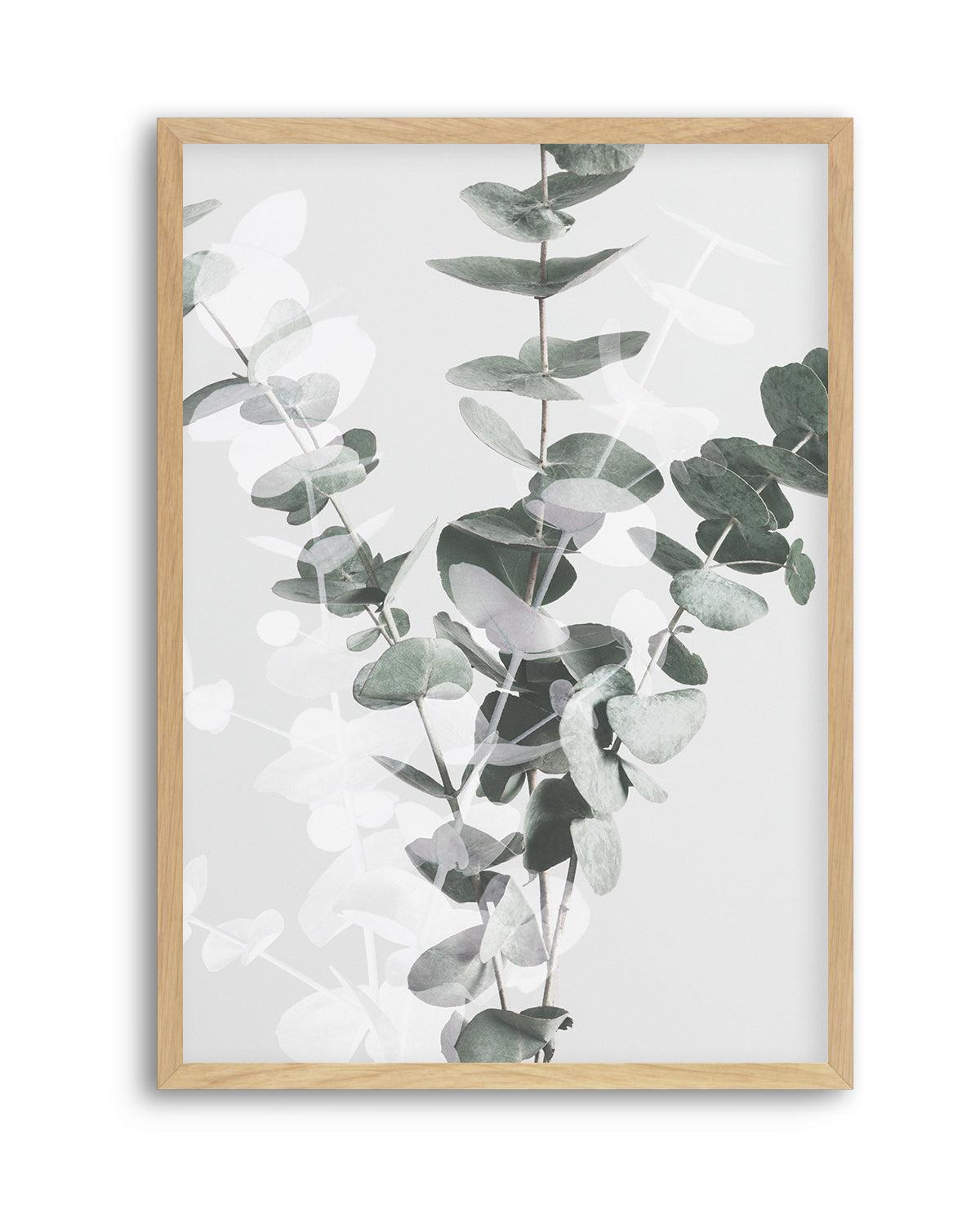 Eucalyptus II By Studio III | Art Print