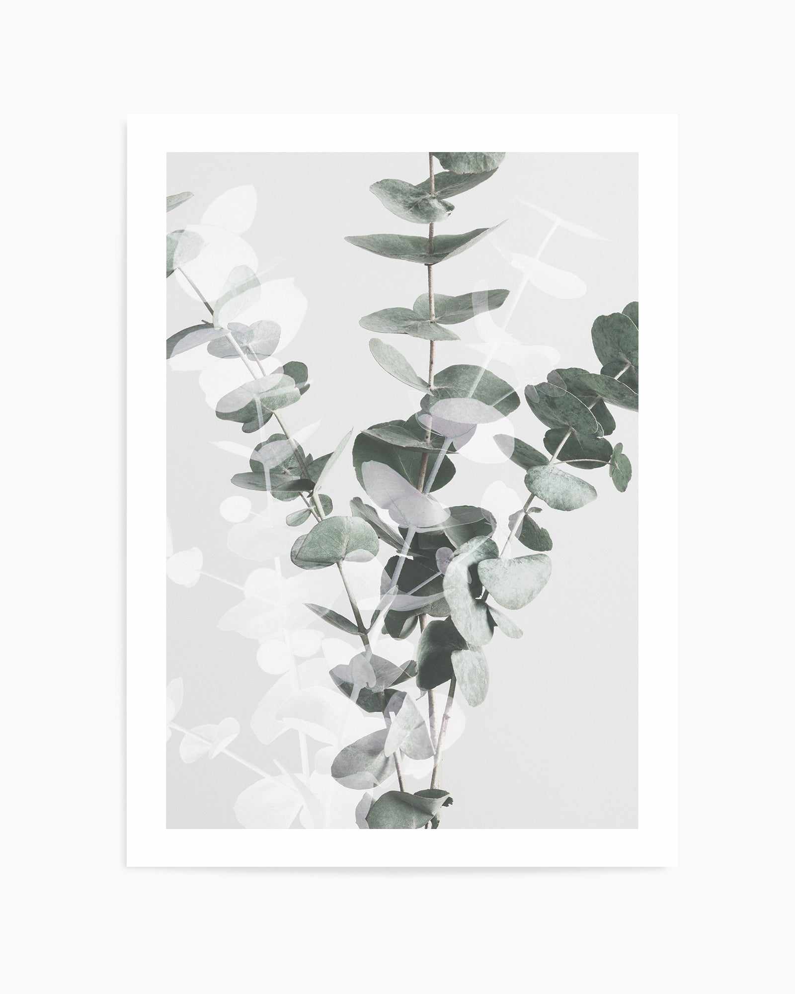 Eucalyptus II By Studio III | Art Print