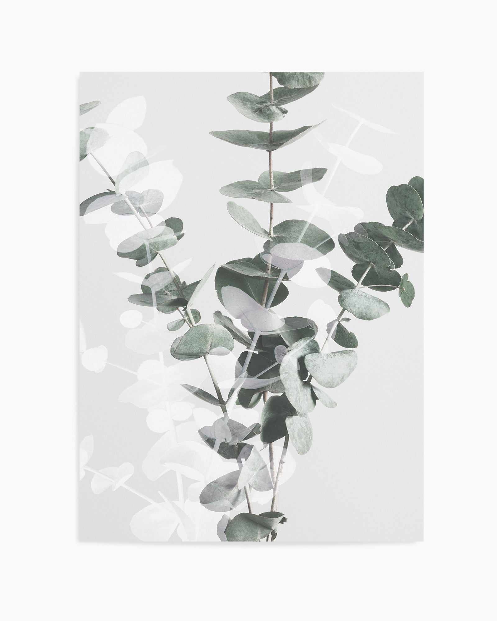 Eucalyptus II By Studio III | Art Print