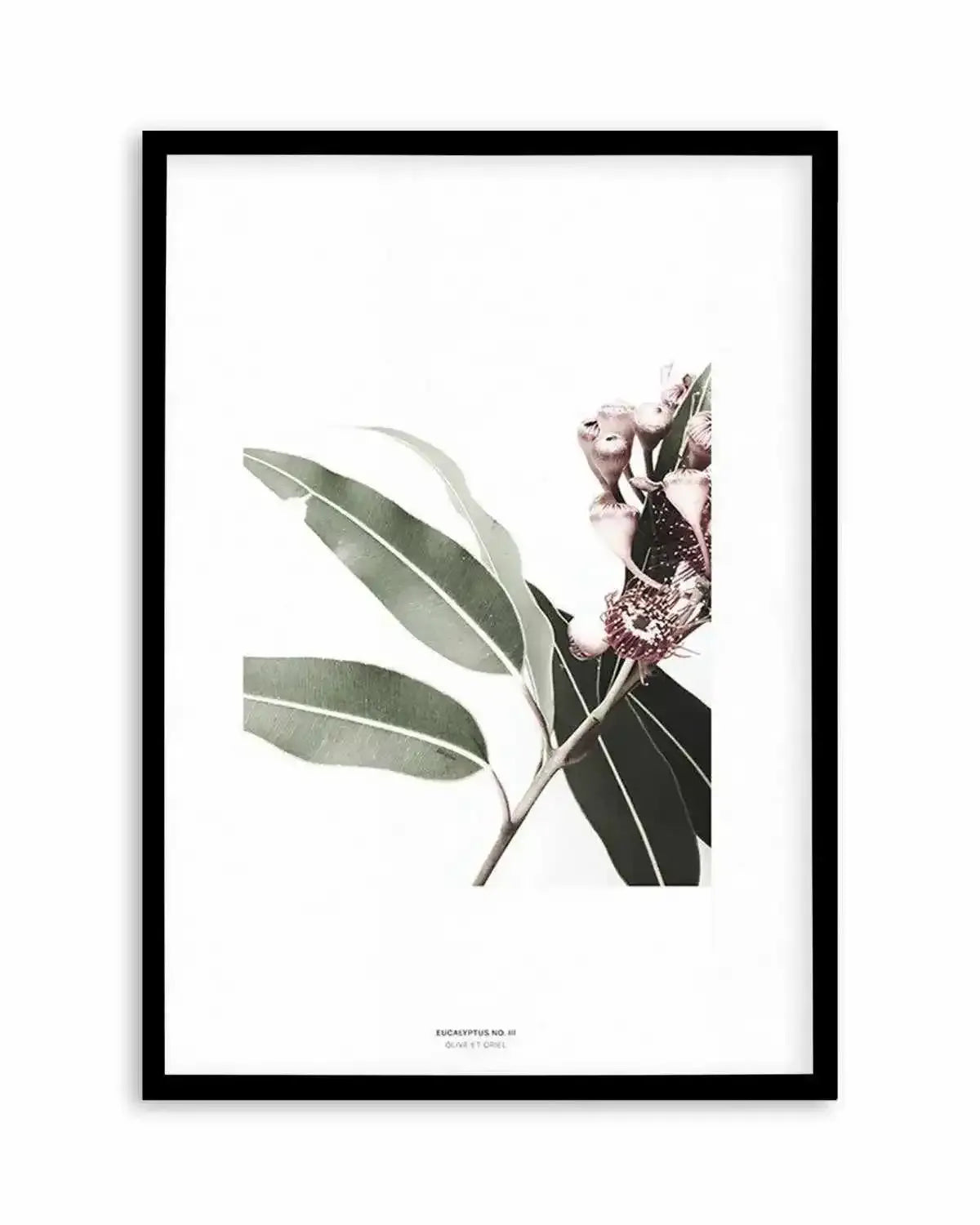 Eucalyptus III Art Print from Olive et Oriel where you can shop wallpaper and artworks online