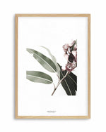 Eucalyptus III Art Print