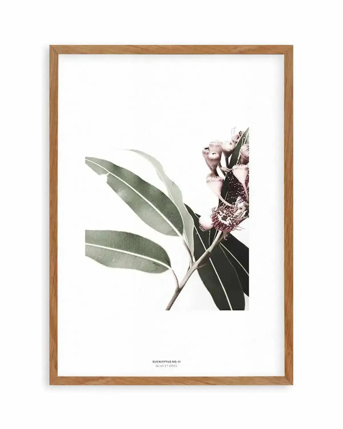 Eucalyptus III Art Print from Olive et Oriel where you can shop wallpaper and artworks online